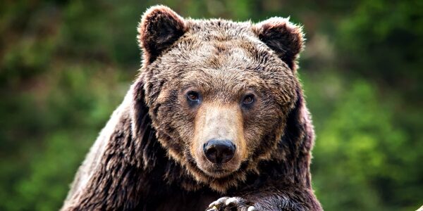 Closeup brown bear (Ursus arctos) portrait in spring forest <strong>Tell me a story</strong> How can you make the most of your best business stories? <em>Image from iStock</em>