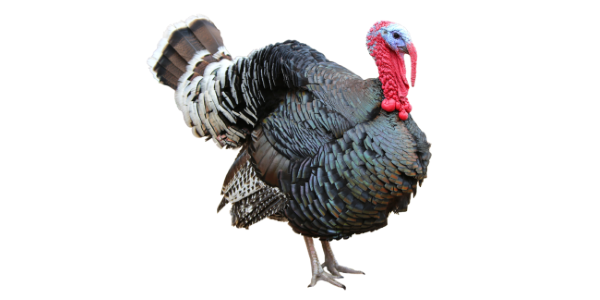 how-to-write-in-detail <strong>Not another turkey!</strong> Here’s to putting the Ho Ho Ho into ho-hum holiday stories. <em><a href="https://www.shutterstock.com/image-photo/colorful-turkey-isolated-on-white-background-1466433359" target="_blank" rel="noopener noreferrer">Photo credit: Aksenova Natalya</a></em>