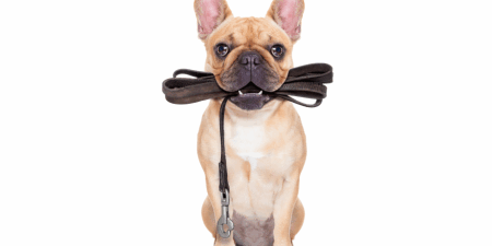 <strong>Ledes should lead</strong> However you spell it, the opening paragraph of your web content should lead readers into your piece. <a href="https://www.shutterstock.com/es/image-photo/fawn-french-bulldog-sitting-leather-leash-254078350" rel="noopener" target="_blank"><em>Image by Javier Brosch</em></a>