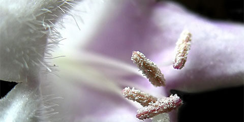 Up close and personal image